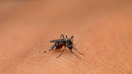 पुण्यात Dengue, चिकुनगुनियाचा विळखा घट्ट; ९२० हून अधिक संशयित रुग्ण आढळल्याने खळबळ