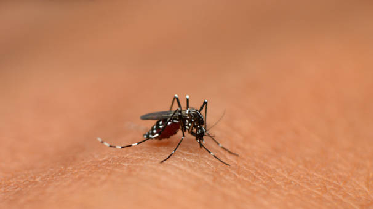 पुण्यात Dengue, चिकुनगुनियाचा विळखा घट्ट; ९२० हून अधिक संशयित रुग्ण आढळल्याने खळबळ