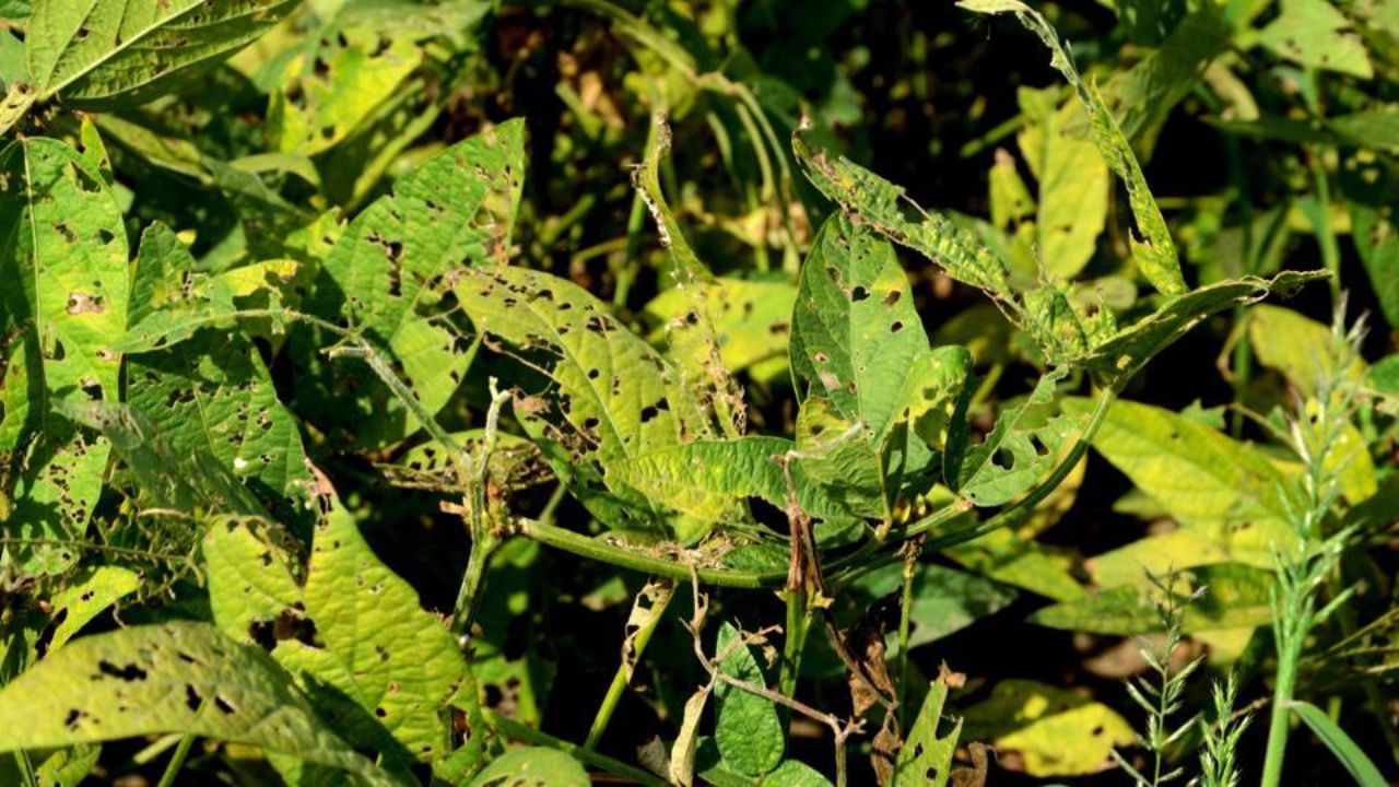 Wardha News : सोयाबीन, कपाशीवर कीडरोगाचा प्रादुर्भाव, शेतकऱ्यांच्या अडचणीत भर; ढगाळ वातावरणाचा पिकांवर दुष्परिणाम