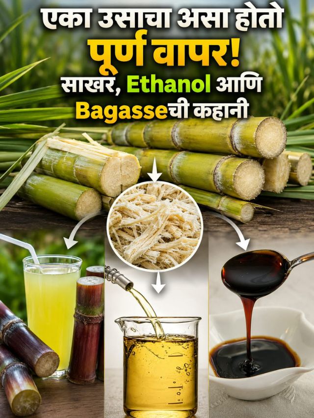 एका उसाचा असा होतो पूर्ण वापर! साखर, Ethanol आणि Bagasseची कहानी