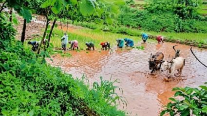 आंबेगावच्या पश्चिम आदिवासी भागात पावसाने भातशेतीचे कंबरडे मोडले