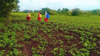 Satara Farmers News: खांद्यावर पंप, हातात शेतीची धुरा! कराडच्या रणरागिणी महिला गटाची सेंद्रिय शेतीत दमदार वाटचाल