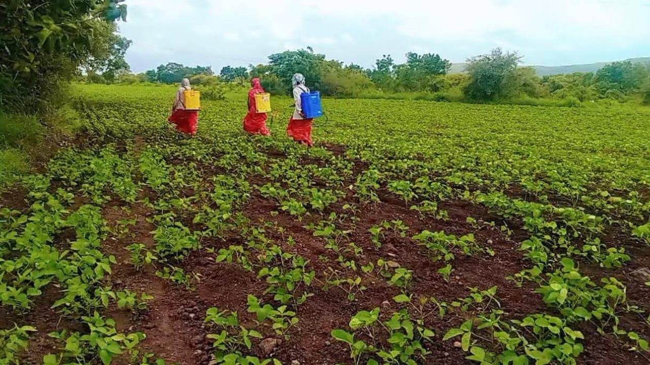 Satara Farmers News: खांद्यावर पंप, हातात शेतीची धुरा! कराडच्या रणरागिणी महिला गटाची सेंद्रिय शेतीत दमदार वाटचाल