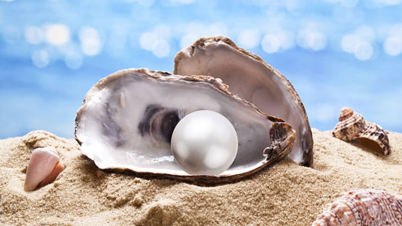 How To Identify Real Pearl: मोती खरे की नकली? अस्सल मोती ओळखण्यासाठी फॉलो करा ‘या’ सोप्या टिप्स