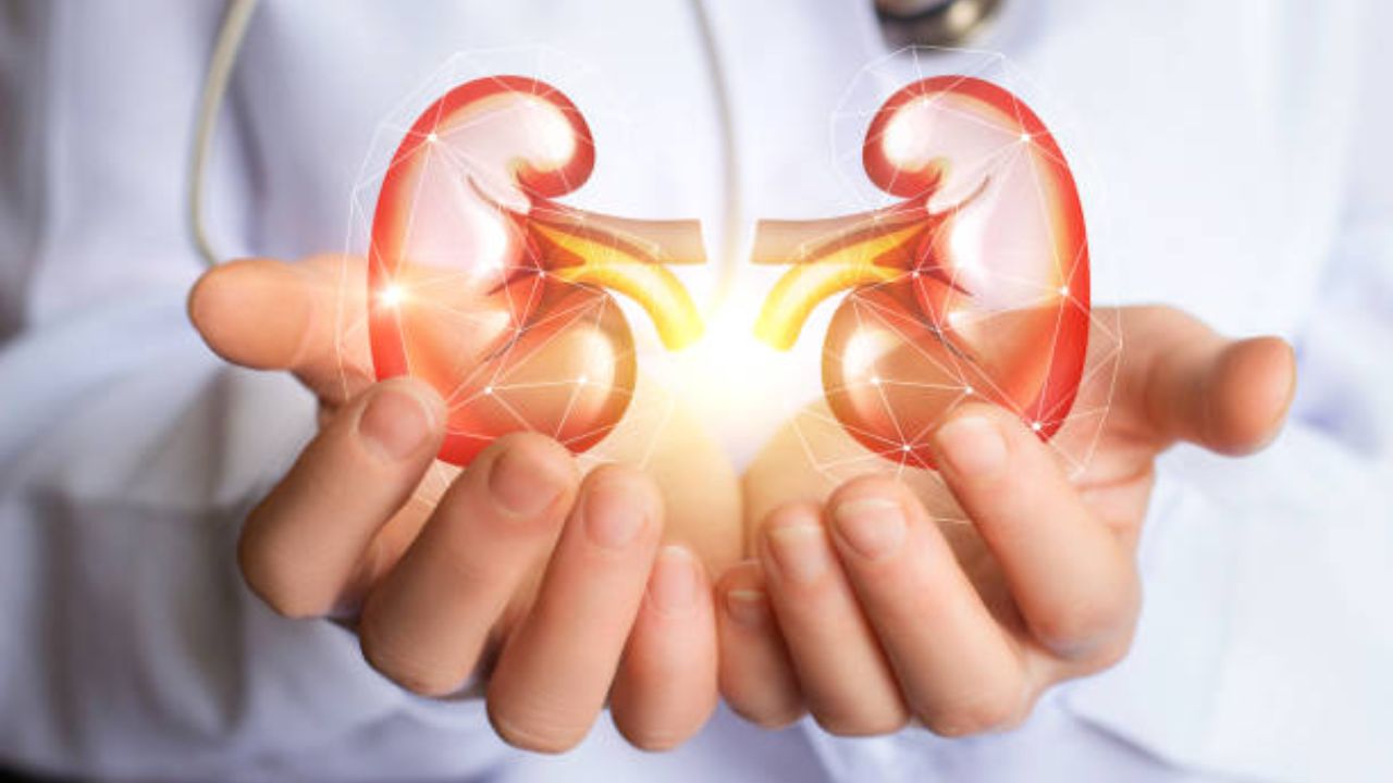 पावसाळ्यात किडनीवर ताण का वाढतो? मूत्रपिंड निरोगी ठेवण्यासाठी फॉलो करा ‘या’ खास टिप्स, आरोग्य तज्ज्ञांचा महत्वपूर्ण सल्ला