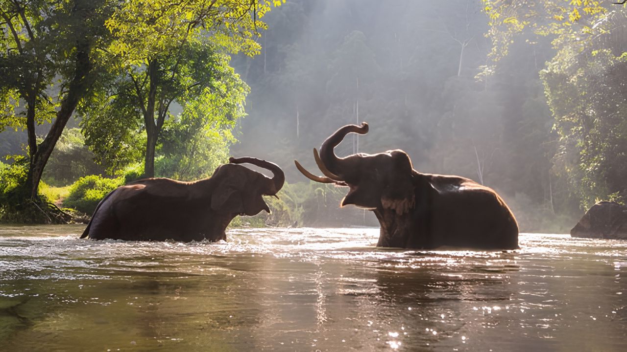 World Elephant Day : पृथ्वीवरील सर्वात मोठ्या सजीवाच्या अस्तित्वाची लढाई; जाणून घ्या जागतिक हत्ती दिनाचा इतिहास आणि महत्त्व