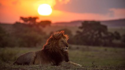 World Lion Day: 10 ऑगस्टला का साजरा केला जातो ‘जागतिक सिंह दिन’? जाणून घ्या रंजक इतिहास आणि महत्त्व