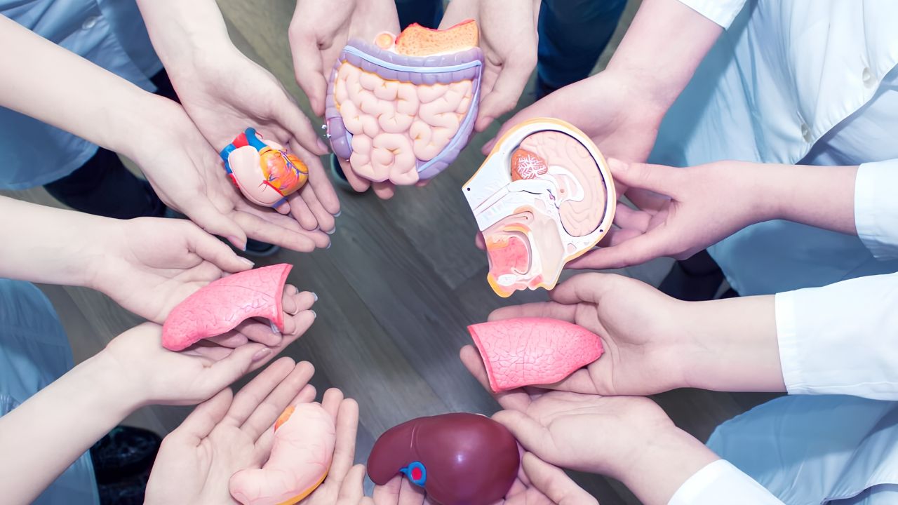 World Organ Donation Day: एका निर्णयातून वाचू शकतात 8 जीव; जाणून घ्या ‘जागतिक अवयव दान दिना’चे महत्त्व अन् वास्तव