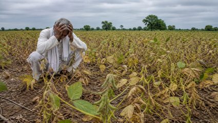 Farmers Crisis: पावसाने दिली हुलकावणी; सोयाबीन उत्पादक शेतकरी संकटात, तातडीच्या मदतीची मागणी