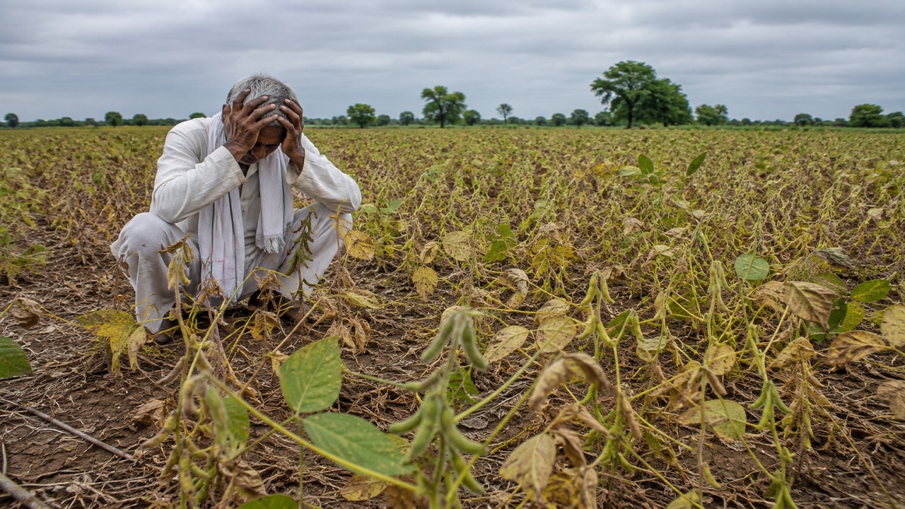 Farmers Crisis: पावसाने दिली हुलकावणी; सोयाबीन उत्पादक शेतकरी संकटात, तातडीच्या मदतीची मागणी