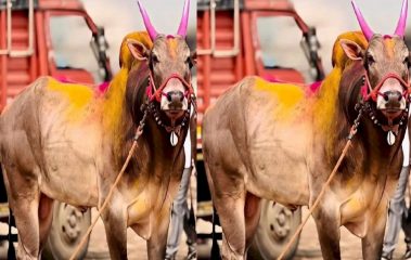 प्रथम ‘भारतकेसरी’ ओम्या बैलाचे निधन; मावळ तालुक्यातील बैलगाडा मालक अन् चाहत्यांकडून हळहळ व्यक्त