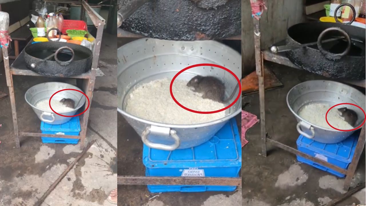 धक्कादायक! भाताच्या भांड्यात उंदीर? ‘तबेला चाय’, ‘जमजम बिर्याणी’शी संबंधित असल्याचा दावा; नालासोपाऱ्यातील Video Viral