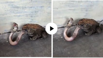 शिकार करायला गेला अन् क्षणात बेडकाने डावच पलटला, जंगलाच्या शिकाऱ्याला चावून खाल्लं अन्… शिकारीचा Video Viral