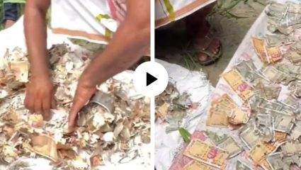 ८ वर्ष नवऱ्याच्या खिशातून लंपास केले १२ लाख, पण उंदरांनी केला पत्नीच्या ‘मायक्रो-प्लॅनिंग’चा चुराडा; घटनेचा Video Viral