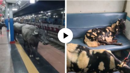 रेल्वेच्या सीटवर बकरी तर प्लॅटफाॅर्मवर म्हशींचा कळप, Viral Video तील दृष्यांनी उडवले सर्वांचे होश