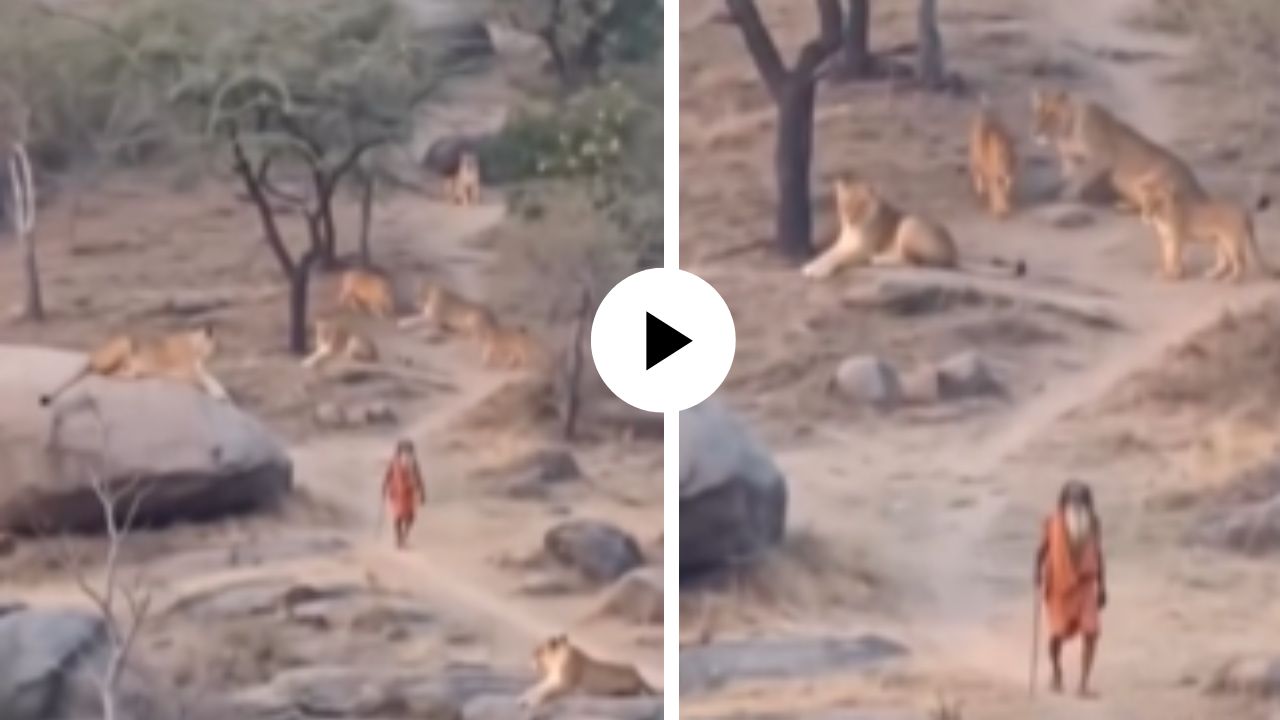 यमराज सुट्टीवर गेले का? जंगलात सिंहांच्या कळपातून साधू बिनधास्त चालत गेला, निडरता पाहून जंगलाचा राजाही थबकला; Video Viral