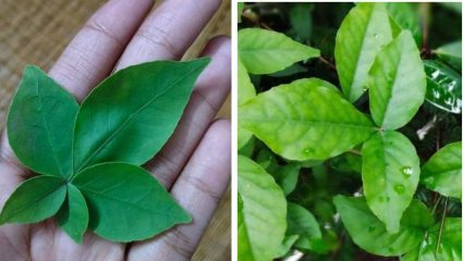 महादेवाला प्रिय… घरी बेलपत्राचं झाड कसं लावायचं? जाणून घ्या सोपी आणि योग्य पद्धत