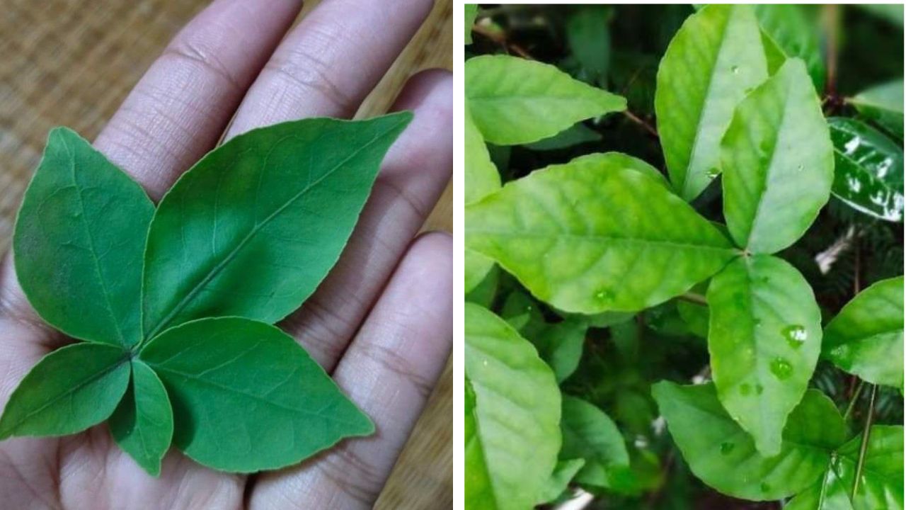 महादेवाला प्रिय… घरी बेलपत्राचं झाड कसं लावायचं? जाणून घ्या सोपी आणि योग्य पद्धत