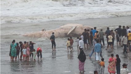 गुजरातच्या वेरावळ किनाऱ्यावर ४० फूट लांब महाकाय हंपबॅक व्हेलचा मृतदेह; पाहण्यासाठी लोकांची जमली गर्दी