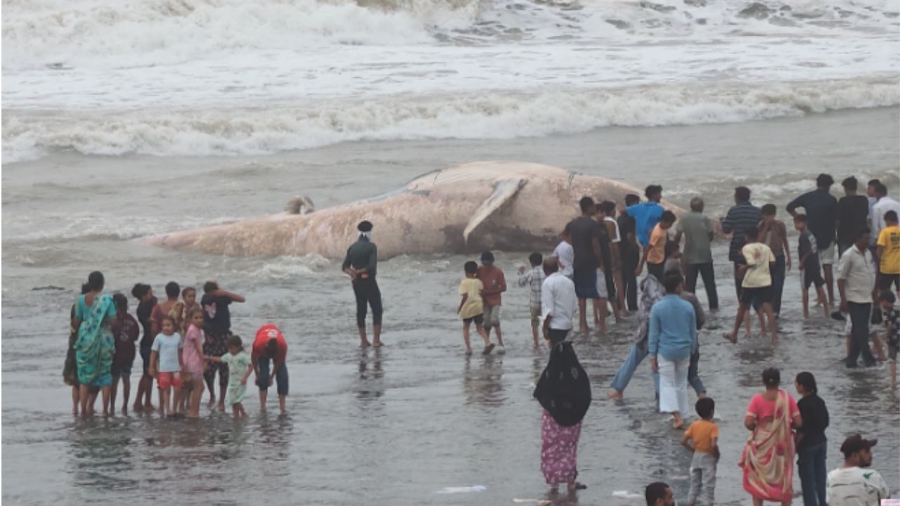 गुजरातच्या वेरावळ किनाऱ्यावर ४० फूट लांब महाकाय हंपबॅक व्हेलचा मृतदेह; पाहण्यासाठी लोकांची जमली गर्दी