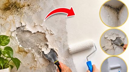 भिंतीचं प्लास्टर आणि पेंट निघतंय? एका सोप्या उपायाने भिंत करा पुन्हा नव्यासारखी