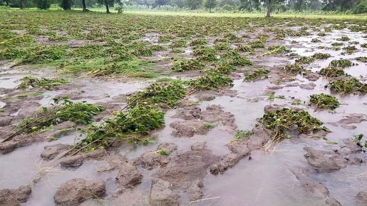 अतिवृष्टीचा बसला ८५ हजार हेक्टरमधील पिकाला फटका,  बुलढाण्यातील ४९५ गावे बाधित; अतोनात नुकसान