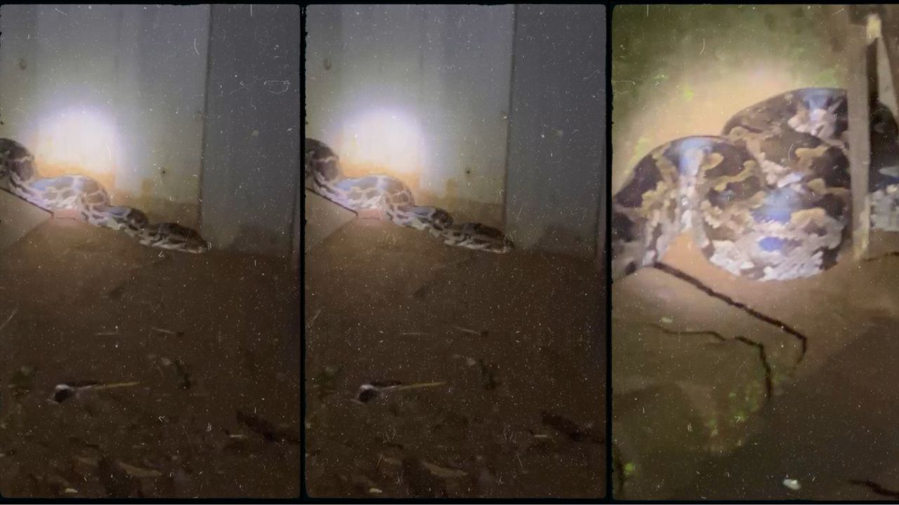 Karjat News: बाबो! पाषाणेतील गृहसंकुलात तब्बल ११ फुटांचा अजगर, रहिवाशांमध्ये उडाली खळबळ