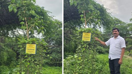 Ahilyanagar news: अहिल्यानगरच्या कर्जतमध्ये पर्यावरणपूरक उपक्रम; आईच्या नावाने लावली ७० झाडे
