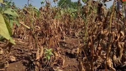 Ahilyanagar News: अहिल्यानगरमध्ये दुष्काळसदृश स्थिती; चापडगाव परिसरात खरीप पिके उद्ध्वस्त