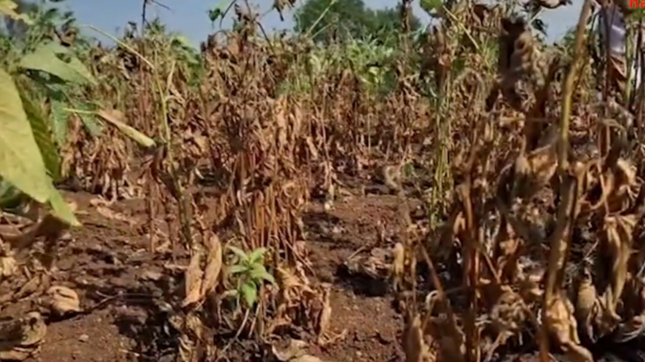 Ahilyanagar News: अहिल्यानगरमध्ये दुष्काळसदृश स्थिती; चापडगाव परिसरात खरीप पिके उद्ध्वस्त