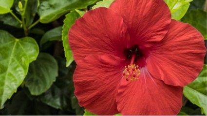 Fertilizer Hibuscus Tips: जास्वंदीला येतील भरभरून फुले! बाप्पाच्या आगमनाआधी फक्त हा एक उपाय करून पाहा