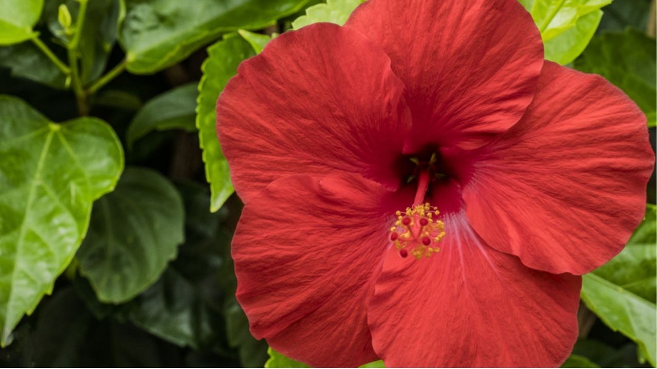 Fertilizer Hibuscus Tips: जास्वंदीला येतील भरभरून फुले! बाप्पाच्या आगमनाआधी फक्त हा एक उपाय करून पाहा