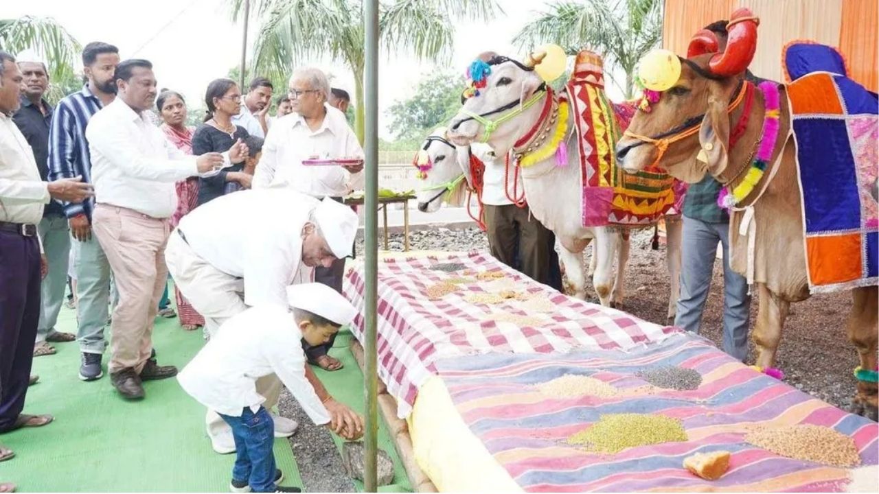 Jalgaon News: बैलपोळ्याच्या उत्साहाने डॉ. उल्हास पाटील कृषि परिसर दुमदुमला!