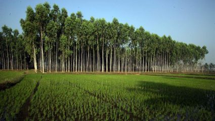 Eucalyptus : भारत ते लॅटिन अमेरिका… निलगिरीची झाडे बनली जगाची डोकेदुखी; जगात भूजल पातळी आली धडाधड खाली