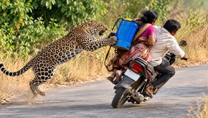 Pune Leopard Attack: दबक्या पावलांनी आला अन्…! दुचाकीवरून जाणाऱ्या दाम्पत्यावर बिबट्याची झडप, वनविभागाने लावला पिंजरा