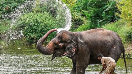 Madhuri Elephant Vantara To Kolhapur: ती पुन्हा आली…! 13 महिन्यांच्या लढ्यानंतर माधुरी हत्तीणीचे नांदणीत पुनरागमन