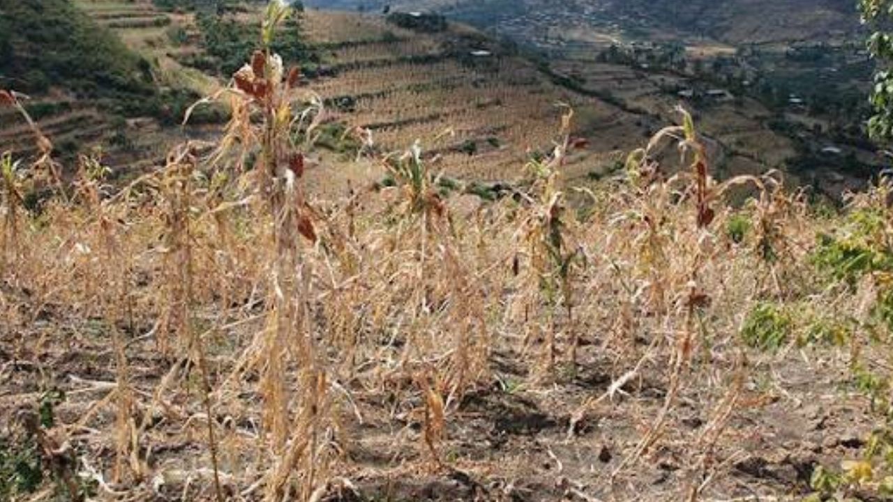 Maharashtra Drought Assessment: महाराष्ट्रात कसा जाहीर होणार दुष्काळ? राज्य सरकारकडून दुष्काळाचे निकष जारी