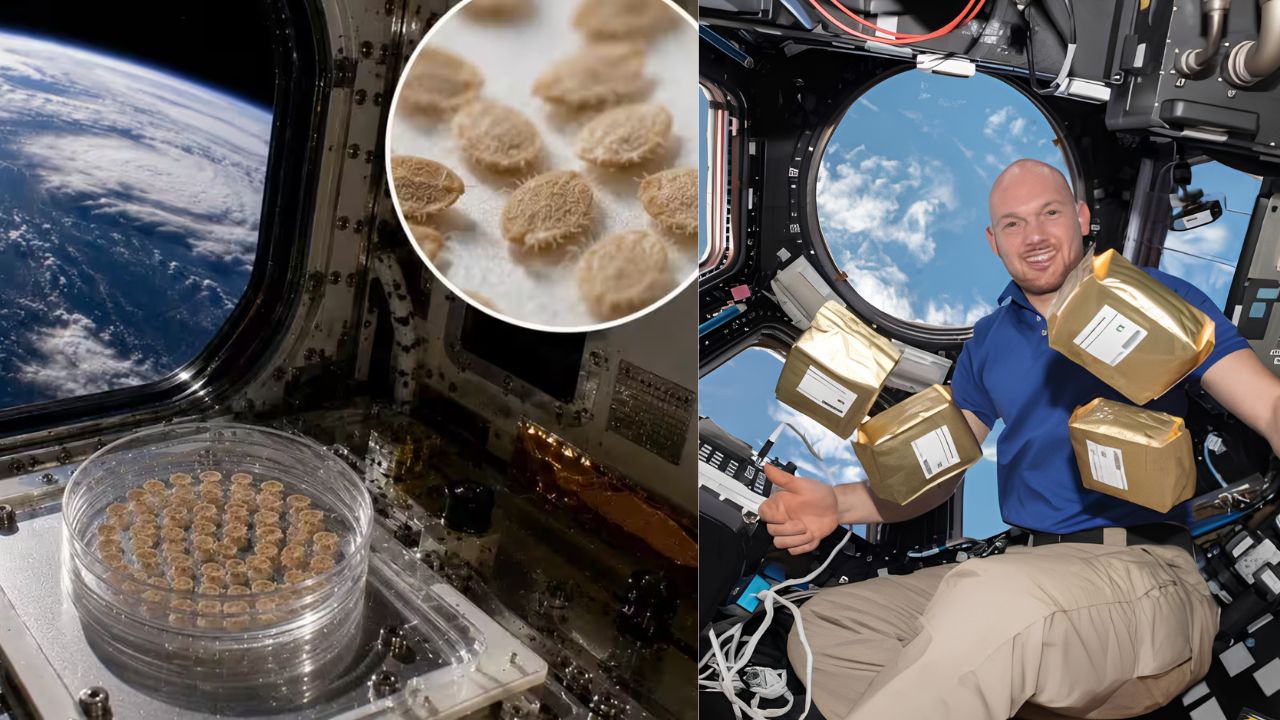 NASA : नासाने अंतराळात 6 वर्षे ठेवल्या टोमॅटोच्या 12.5 दशलक्ष बिया; जगभरातील शाळांमध्ये पेरणीनंतर समोर आले थक्क करणारे निष्कर्ष