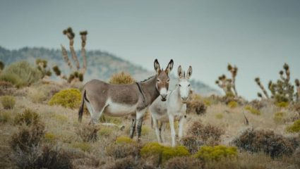 Ramon Crater: दिलासादायक! इराणकडून भेट मिळालेल्या 11 गाढवांनी इस्रायलच्या वाळवंटात फुलवले मरुद्यान; जगासाठी ठरले आश्चर्य