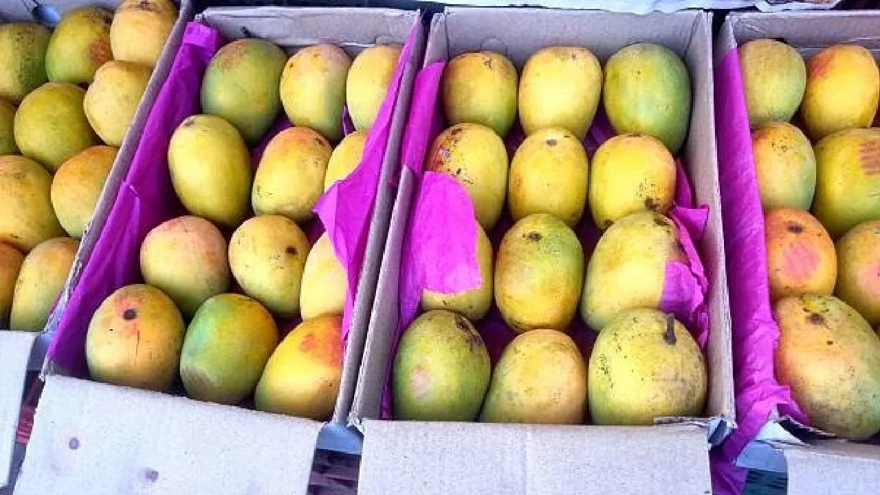 Alphonso Mango: रत्नागिरीचा ‘राजा’ जगावर करणार राज्य, मिळणार जागतिक बाजारपेठ