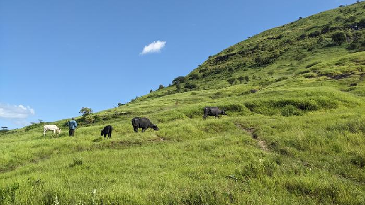 Enviornment: निसर्गाचा इशारा! गवताळ प्रदेशाची केवळ पुनर्स्थापना पुरेशी नाही; ‘आयसर पुणे’चे धक्कादायक संशोधन