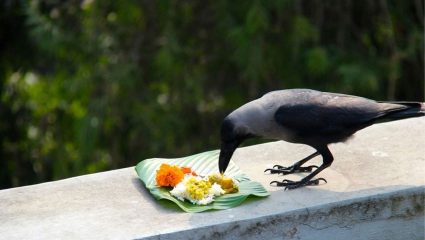 Pitru Paksha: श्राद्ध करावं की नाही? अंधश्रद्धा आणि श्रद्धेच्या पलीकडे पितृपक्षाचा वेगळा अर्थ