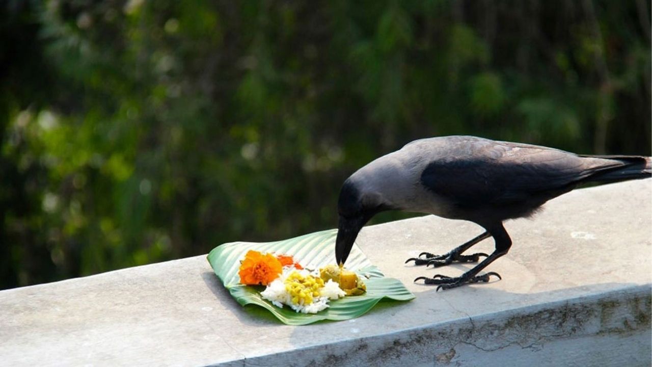 Pitru Paksha: श्राद्ध करावं की नाही? अंधश्रद्धा आणि श्रद्धेच्या पलीकडे पितृपक्षाचा वेगळा अर्थ