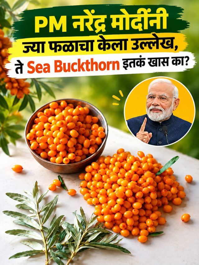 PM नरेंद्र मोदींनी ज्या फळाचा केला उल्लेख, ते Sea Buckthorn इतकं खास का?