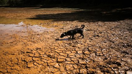 Water Shortage: पाण्यासाठी हाहाकार…! अल निनोमुळे १.१५ लाखांहून अधिक नागरिक पिण्याच्या पाण्यासाठी संकटात