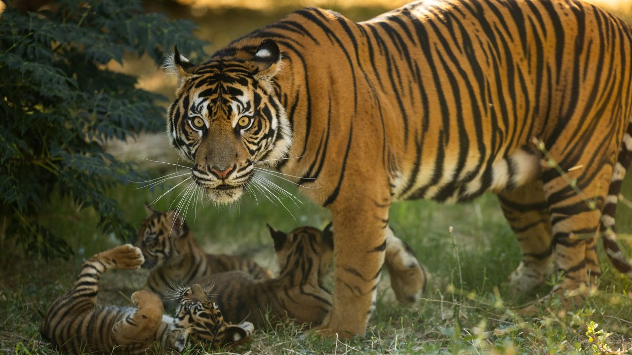 Sumatran Tiger Cubs: अत्यंत दुर्मिळ सुमात्रन वाघिणीने तीन बछड्यांना दिला जन्म; नामशेष होणाऱ्या प्रजातीसाठी ग्रीसमध्ये आशेचा किरण