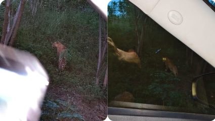 Leopard : चांदबिबी महाल परिसरात बिबट्याचे दर्शन, गाडीपासून अवघ्या पाच फुटावर होता उभा
