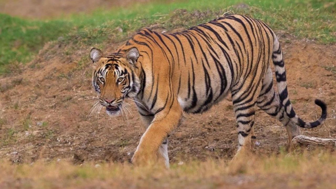 Chandrapur News: चंद्रपुरात वाघाची दहशत! महिनाभरात 3 गुराख्यांचा बळी, नागरिकांमध्ये भीतीचे वातावरण