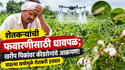Bhandara News:शेतकऱ्यांची फवारणीसाठी धावपळ; खरीप पिकांवर कीडरोगांचे आक्रमण!  वाढत्या खर्चामुळे शेतकरी हतबल