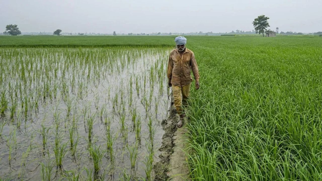 Farmmers Impact On Kharif Crops : शेतकऱ्यांच्या उत्पादनावर घट, खरीप पिकांवर मोठा परिणाम…..